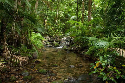 Cairns Reef And Rainforest Combo: Daintree Rainforest And The Great Barrier Reef - Accommodation Ballina 1