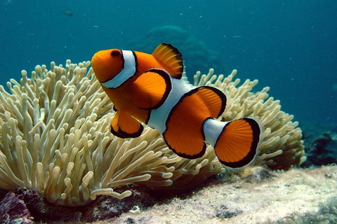 Cairns Reef And Rainforest Combo: Daintree Rainforest And The Great Barrier Reef - Accommodation Ballina 2