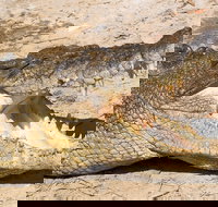 4-Day Cairns Ultimate Combo Daintree Rainforest Reef Kuranda  Paronella Park - Accommodation Ballina