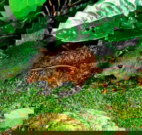 3-Day Small-Group Tour of North Queensland with Pick Up - Accommodation Ballina