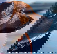 1.5-Hour Boat Rental in Melbourne - Accommodation Ballina