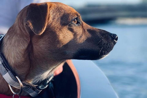 1.5-Hour Boat Rental In Melbourne - Accommodation Ballina 0