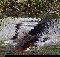 Full Day Tour in the Daintree - Accommodation Ballina