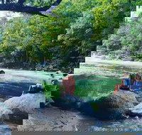 Afternoon Half-Day Daintree Rainforest and River Tour - Accommodation Ballina