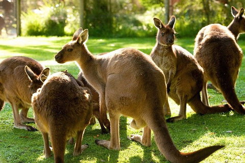 Melbourne City Card (3 Days): Visit Unlimited Attractions! - Accommodation Ballina 4