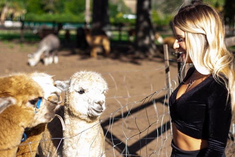 O'Reilly's & Lamington National Park Incl. Alpaca Farm + Vineyard - Accommodation Ballina 3