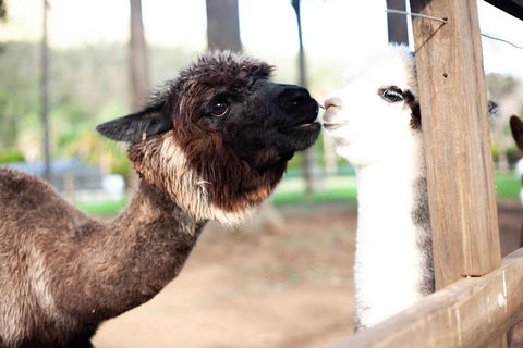 O'Reilly's & Lamington National Park Incl. Alpaca Farm + Vineyard - Accommodation Ballina 4