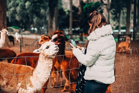 O'Reilly's & Lamington National Park Incl. Alpaca Farm + Vineyard - Accommodation Ballina 5