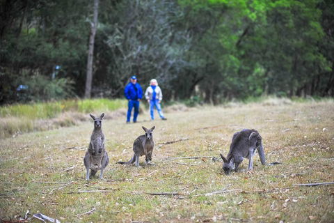 Blue Mountains Private Tour From Sydney - Accommodation Ballina 2