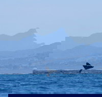 The Byron Bay Sea Kayak Tour - Accommodation Ballina