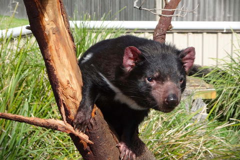 Tasmania 4 Day East Coast + Launceston - Accommodation Ballina 2