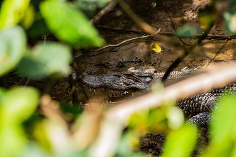 Cape Tribulation Day Tour - Accommodation Ballina 5