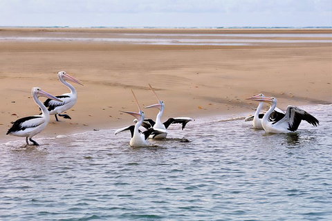 Town Of 1770 Afternoon Cruise - Accommodation Ballina 4