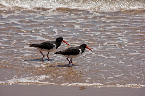 1770 Coastline Tour By LARC Amphibious Vehicle Including Picnic Lunch - Accommodation Ballina 2