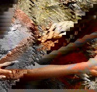 Ngana Julaymba Dungay - Half Day - Accommodation Ballina