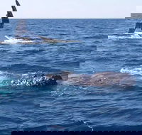 Noosa Whale Watching - Accommodation Ballina