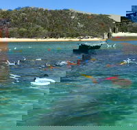 All Inclusive Dolphin and Tangalooma Wrecks Cruise - Accommodation Ballina
