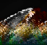 Sydney Taronga Zoo General Entry Ticket - Accommodation Ballina