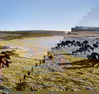 Kangaroo Island Personal Group Tours - Accommodation Ballina