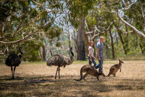 Mount Lofty Hike And Cleland Wildlife Park Day Trip From Adelaide - Accommodation Ballina 5