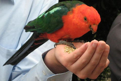 O'Reilly's & Lamington National Park From Brisbane - Accommodation Ballina 1