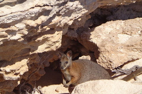 Shipwreck Special Full Day Tour Of The Abrolhos Islands - Accommodation Ballina 4