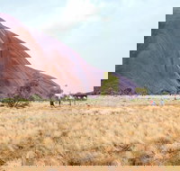 Uluru Sunrise and Guided Base Walk - Accommodation Ballina