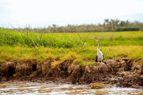 Darwin City Sights And Jumping Crocodile Cruise - Accommodation Ballina 2