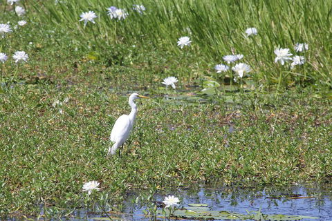 Darwin City Sights And Jumping Crocodile Cruise - Accommodation Ballina 4