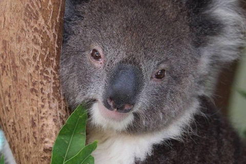 All Inclusive Blue Mountains Small-Group Day Trip From Sydney - Accommodation Ballina 1