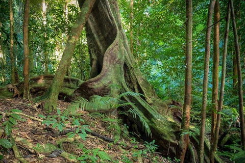 Private Daintree Mossman Gorge Exclusive Nature And Wildlife Focus - Accommodation Ballina 0