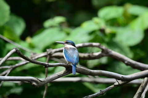 Private Daintree Mossman Gorge Exclusive Nature And Wildlife Focus - Accommodation Ballina 1
