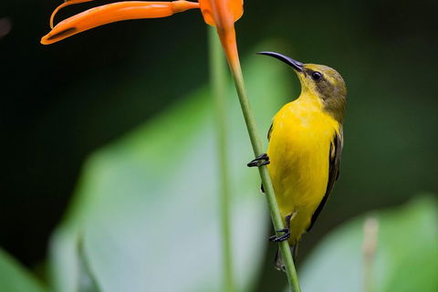 Private Daintree Mossman Gorge Exclusive Nature And Wildlife Focus - Accommodation Ballina 2
