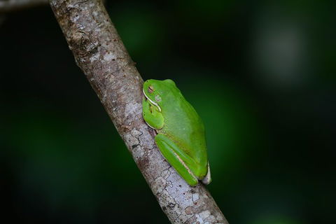 Private Daintree Mossman Gorge Exclusive Nature And Wildlife Focus - Accommodation Ballina 3