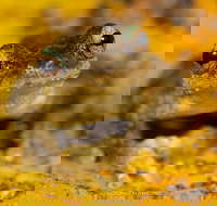 Daintree and Cape Tribulation Full Day Guided Tour - Accommodation Ballina