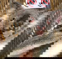 Kuranda Tour Deluxe Course with Kuranda 3 Zoos or Free Course - Accommodation Ballina