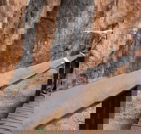 Chillagoe Caves and Outback Day Trip from Cairns - Accommodation Ballina