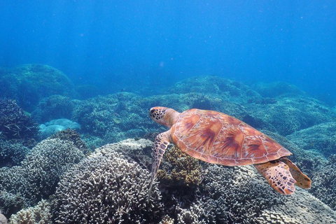 Calypso Outer Great Barrier Reef Cruise From Port Douglas - Accommodation Ballina 2