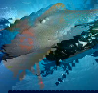 Great Barrier Reef Snorkeling and Diving Cruise from Cairns - Accommodation Ballina