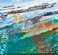 Scenic Helicopter Flight to Moore Reef and Return Snorkeling Cruise from Cairns - Accommodation Ballina