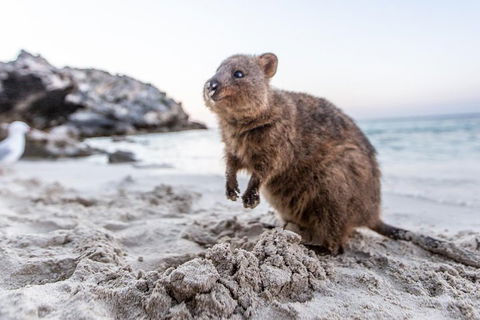 Rottnest Island All-Inclusive Grand Island Tour From Fremantle - Accommodation Ballina 2