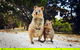 Rottnest Island All-Inclusive Grand Island Tour From Fremantle - thumb 5