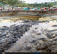 Hartley's Crocodile Adventures Day Trip from Cairns - Accommodation Ballina