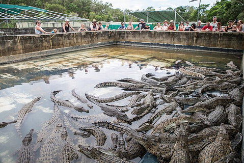 Hartley's Crocodile Adventures Day Trip From Cairns - Accommodation Ballina 0