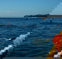 Mornington Peninsula Kayak Coastline Tour of Dolphin Sanctuary - Accommodation Ballina