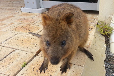 Wave Rock, Pinnacles And Rottnest One Day Aeroplane Tour - Accommodation Ballina 0