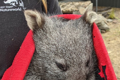 2-Day Tas East Coast Escape Tour Including Bay Of Fires, Wineglass Bay & Devils - Accommodation Ballina 3