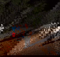 Alice Springs Desert Park Nocturnal Tour - Accommodation Ballina