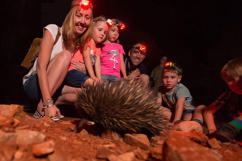 Alice Springs Desert Park Nocturnal Tour - Accommodation Ballina 5