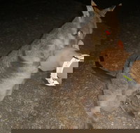 Private Tour to Paronella Park Historic Village Herberton and wild life Wallaby - Accommodation Ballina